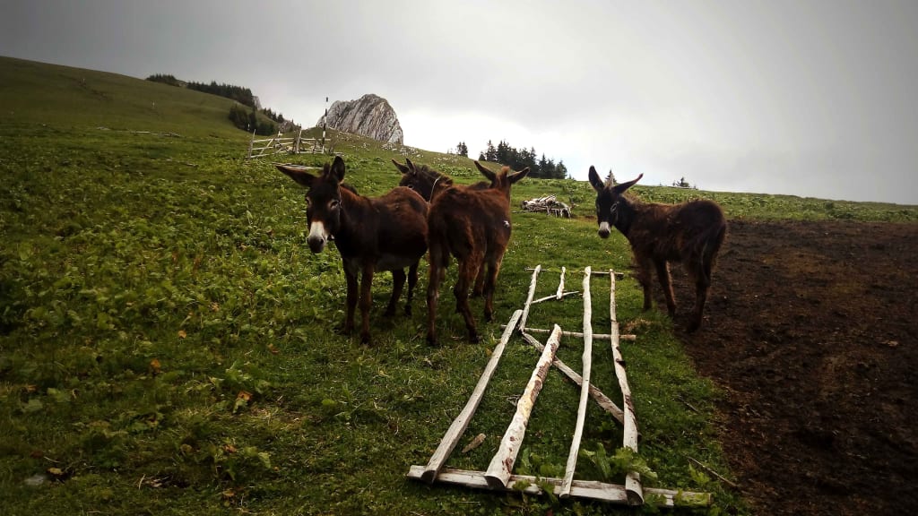 magarusi in drum spre varful piatra mare